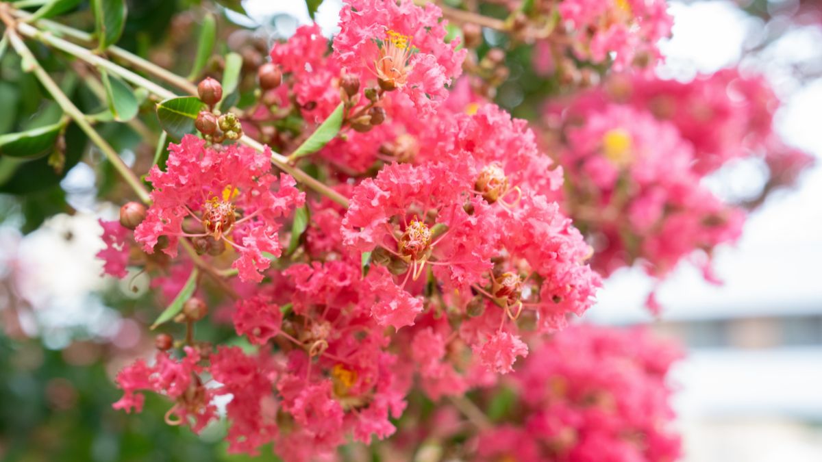 Pink and vibrant spring flowers blossoming in Canberra. 