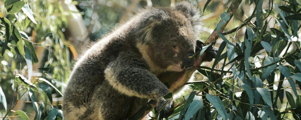 A koala sits within the native Australian eucalyptus tree.