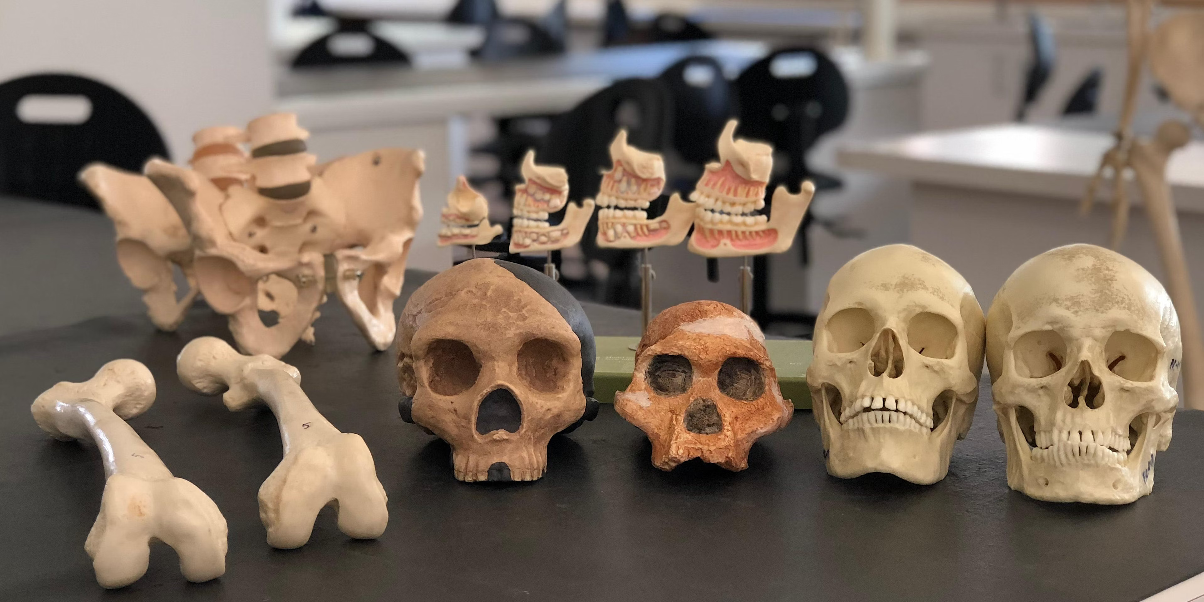 Forensic Anthropology Murder Mystery Workshop (first session)